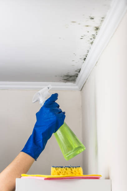 Best Mold Damage Restoration  in Bronte, TX